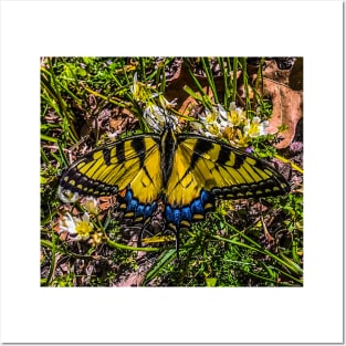 Purity and Gentility of a Swallowtail Posters and Art